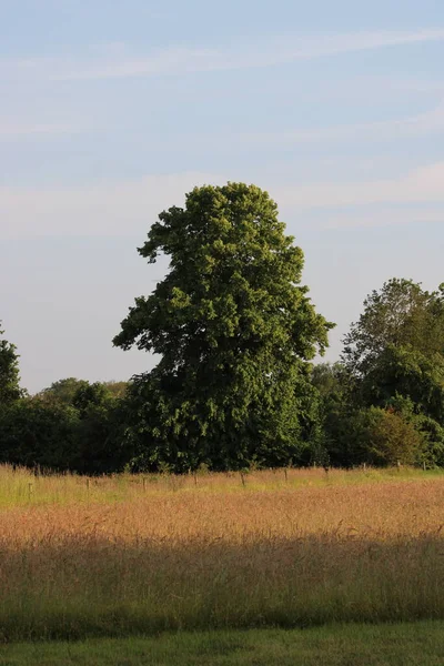 Baum Auf Freiem Feld Nature Reserve Alphen Niederlande Europa Juli — Stockfoto