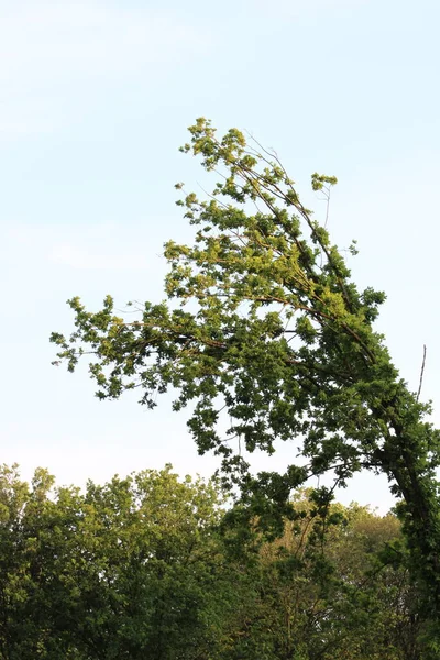 Baum Wind Nature Reserve Alphen Niederlande Europa Juli 2023 — Stockfoto
