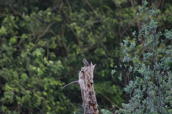 Птах Гілці Природний Заповідник Алфен Нідерланди Європа Липень 2023 — стокове фото