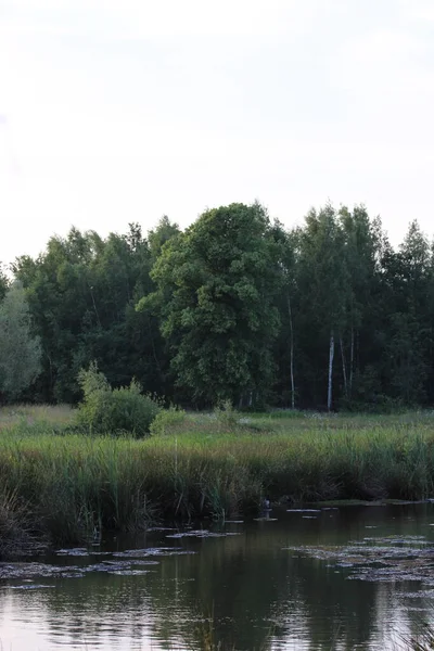 Дерево Стоящее Открытом Болоте Заповедник Фехен Нидерланды Европа Июль 2023 — стоковое фото