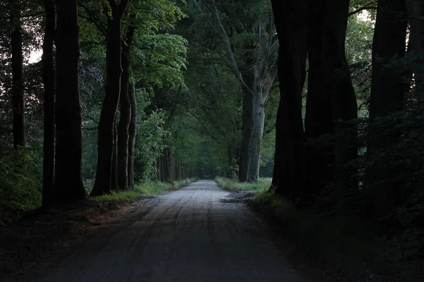 Floresta Misteriosa Com Caminho Reserva Natural Alphen Holanda Europa Julho — Fotografia de Stock