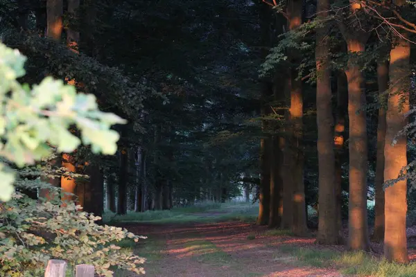 Floresta Misteriosa Com Caminho Reserva Natural Alphen Holanda Europa Julho — Fotografia de Stock
