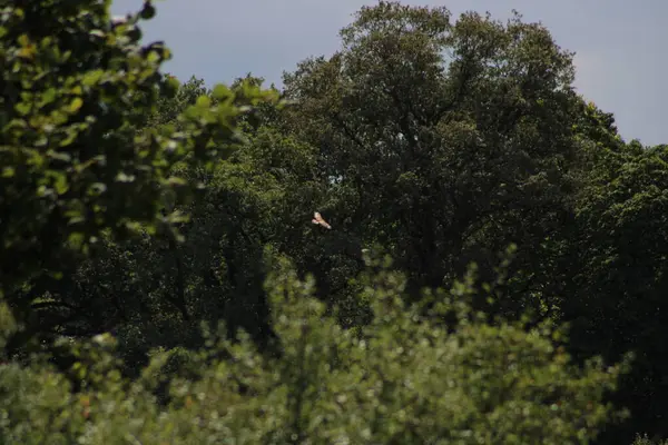 Птах Здобичі Між Деревами Природний Заповідник Алфен Нідерланди Європа Липень — стокове фото