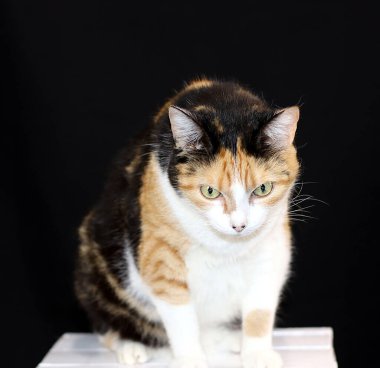 ensaio fotografico em estdio da minha gata 