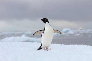 Buzdaki Adelie pengueni.