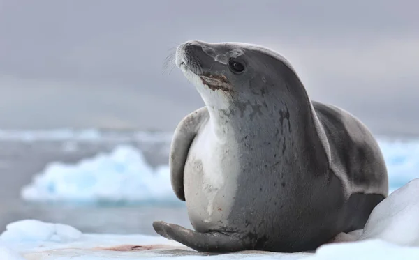 Sello Cangrejo Lobodon Carcinophaga Krill Eater Seal —  Fotos de Stock