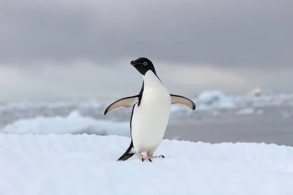 Pingüino Adelie Hielo —  Fotos de Stock