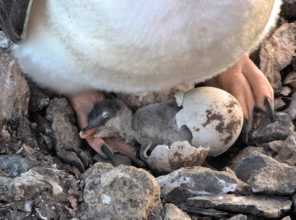 Pinguim Gentoo Recém Nascido — Fotografia de Stock