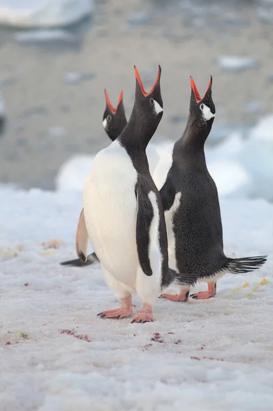 Tres Pingüinos Gentoo Antártida —  Fotos de Stock