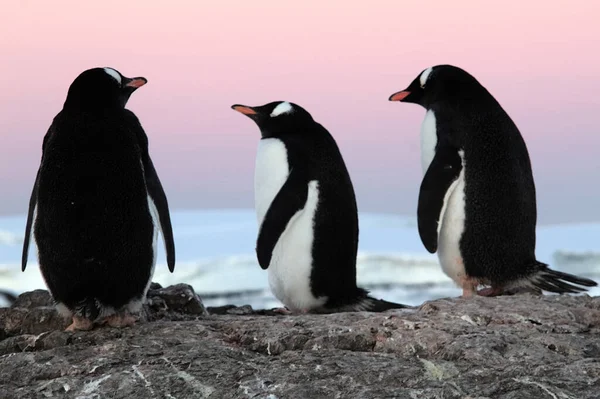 Três Pinguins Gentoo Antártida — Fotografia de Stock