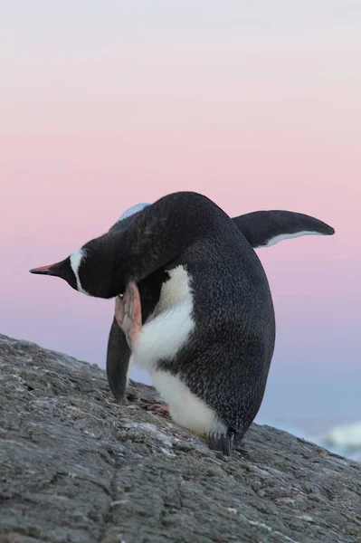 Gentoo Pingüino Está Arañando —  Fotos de Stock