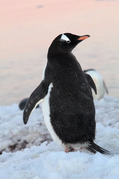 Pingouin Doux Dans Antarctique — Photo