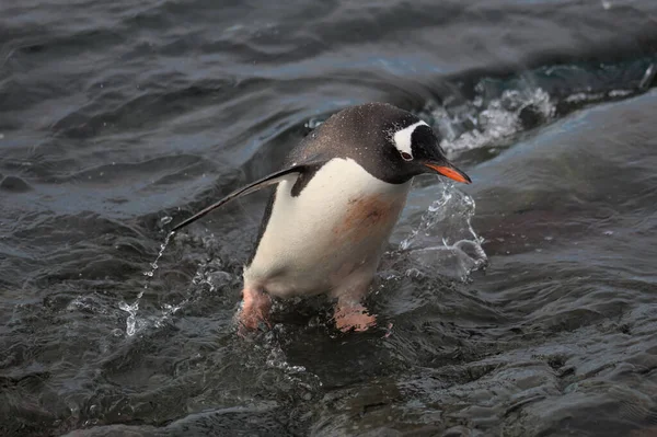 Gentoo Penguin Antarktis — Stockfoto