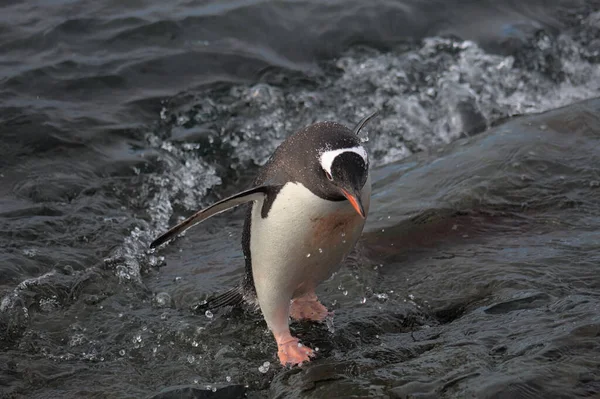 Pingouin Doux Dans Antarctique — Photo