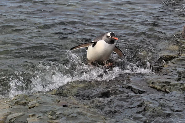 Gentoo pengueni Antarktika