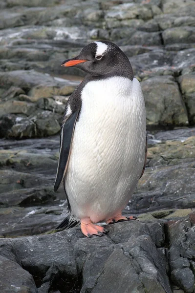 Gentoo Пінгвінів Антарктиді — стокове фото