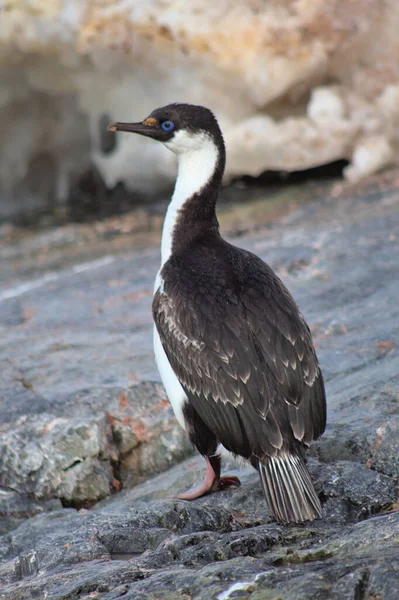 Antarctic Shag Leucocarbo Bransfieldensis Imperial Cormorant King Cormorant Imperial Shag — Fotografia de Stock