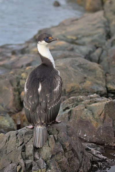 Antarctic Shag Leucocarbo Bransfieldensis Imperial Cormorant King Cormorant Imperial Shag — Fotografia de Stock
