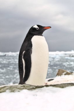 Gentoo pengueni Antarktika