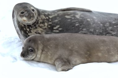 Antarktika 'da Evlilik Mührü