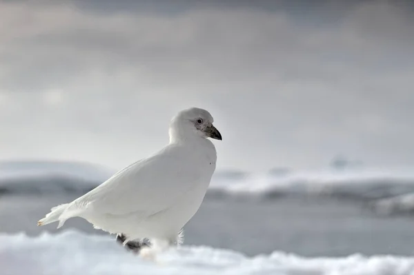 Snowsheathbill Albumy Chionis Antarktydzie — Zdjęcie stockowe