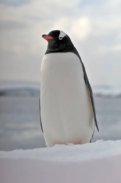 Gentoo Penguin Antarctica — стоковое фото