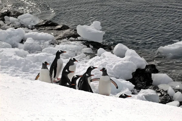 Gentoo Pinguine Der Antarktis — Stockfoto