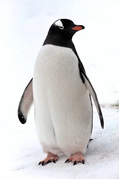 Pingüino Gentoo Antártida — Foto de Stock