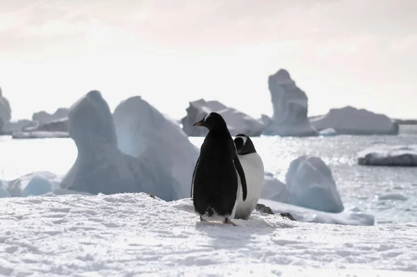 Two Gentoo Penguins Antarctica — Stock Photo, Image