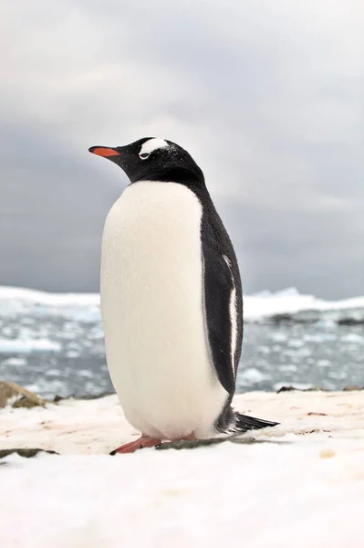Pinguim Gentoo Antártica — Fotografia de Stock
