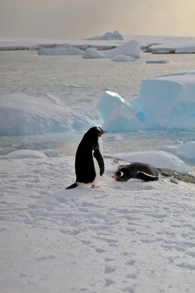 Dois Pinguins Gentoo Antártida — Fotografia de Stock