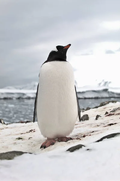 Gentoo Penguin Antarktis — Stockfoto