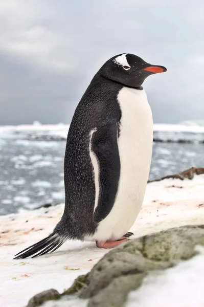 巴布亚企鹅在南极 — 图库照片