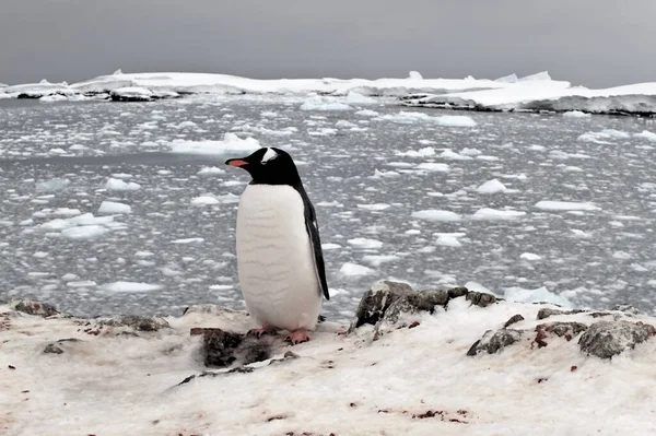Gentoo Pingwina Antarktydzie — Zdjęcie stockowe