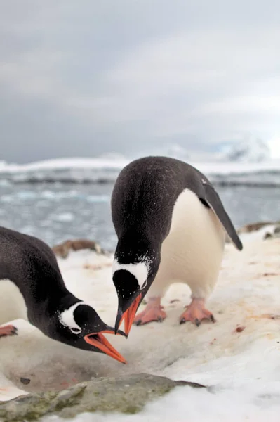 Deux Manchots Gentils Antarctique — Photo