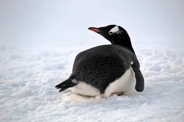 Gentoo Penguin Antarctica — Stock Photo, Image