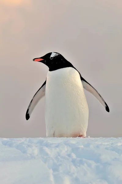 巴布亚企鹅在南极 — 图库照片