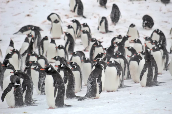 Gentoo Pingvinek Antarktiszon — Stock Fotó