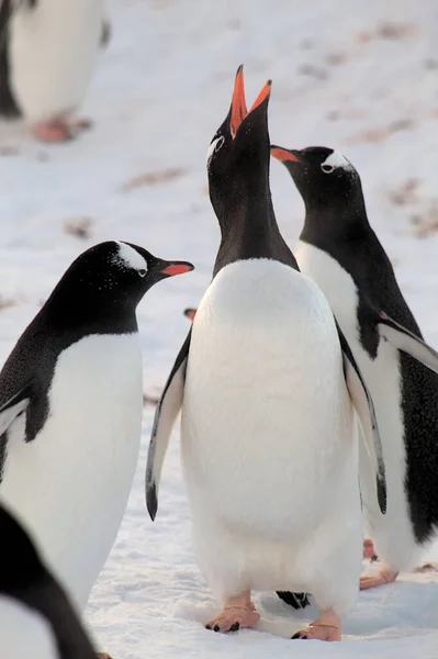 Pingouins Couguins Antarctique — Photo