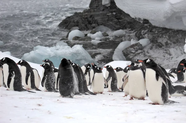 Pingwiny Białobrewe Antarktydzie — Zdjęcie stockowe