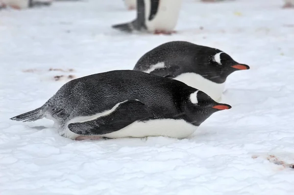 Gentoo Pinguïns Antarctica — Stockfoto