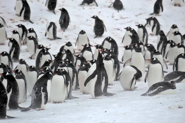 Pingwiny Białobrewe Antarktydzie — Zdjęcie stockowe