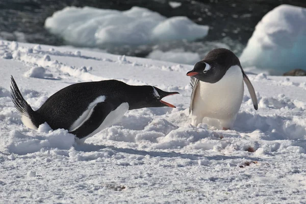 Két Gentoo Pingvin Antarktiszon — Stock Fotó