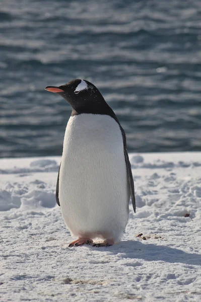 Gentoo Pinguin Der Antarktis — Stockfoto