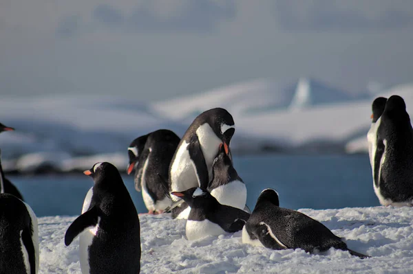 Gentoo Pingvinek Antarktiszon — Stock Fotó