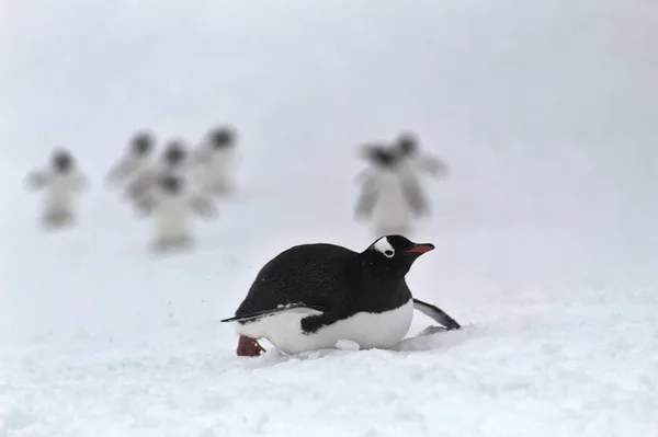 Gentoo Pinguïns Antarctica — Stockfoto