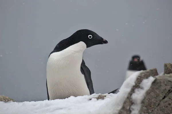 Adelie Pingvin Antarktis — Stockfoto