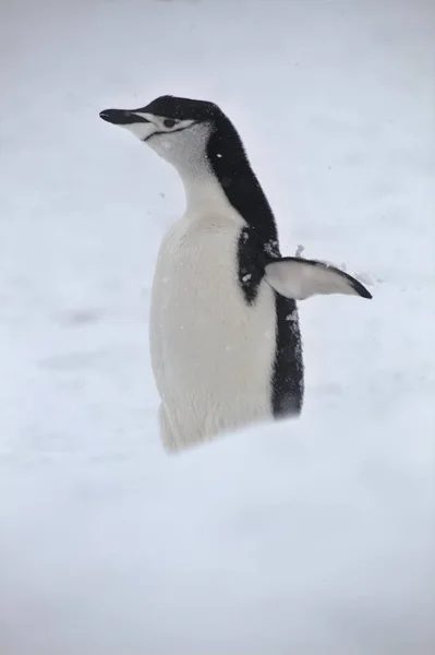 Pinguim Chinstrap Antártica — Fotografia de Stock