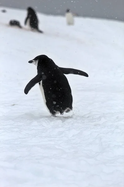 Miğfer Penguen Antarktika — Stok fotoğraf