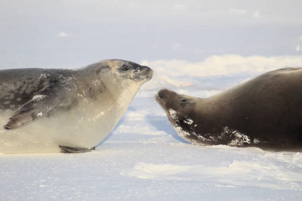 Δύο Καβουροφάγες Φώκιες Στην Ανταρκτική — Φωτογραφία Αρχείου